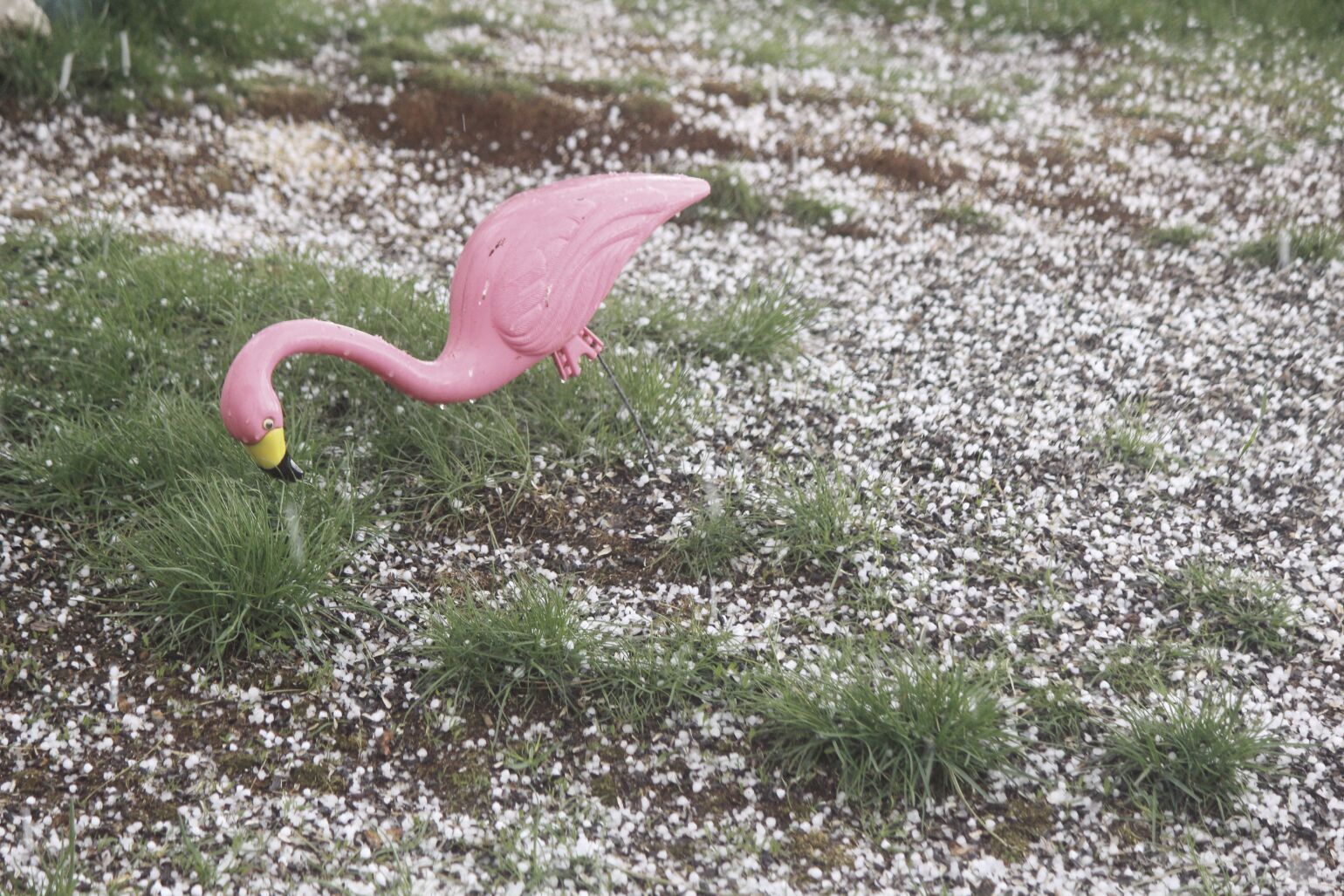A CROP OF HAIL